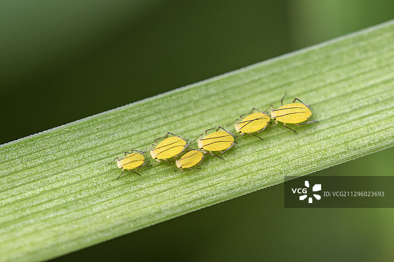 排排坐，吃果果图片素材