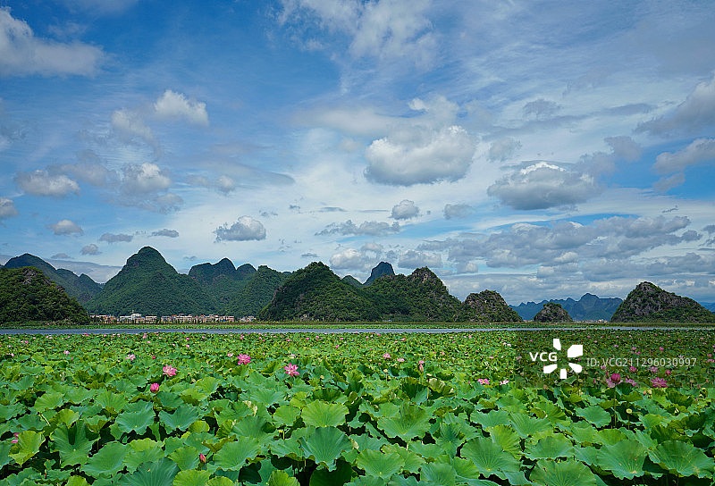 普者黑夏日风光图片素材