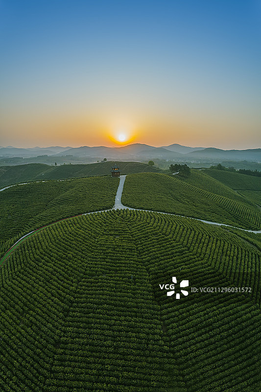 航拍安徽省宣城市郎溪县大佛山养心谷茶园图片素材