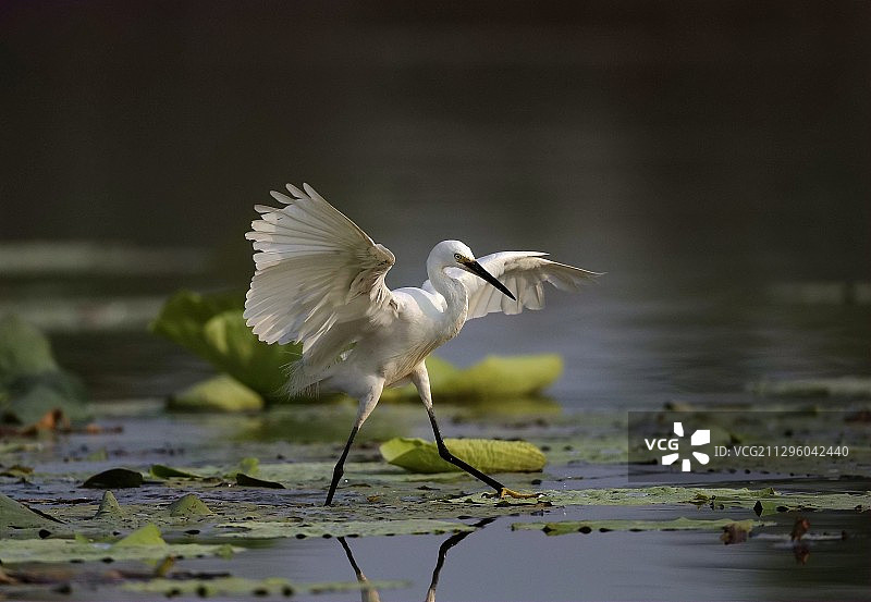 妹妹你大胆地往前走啊--往前走图片素材