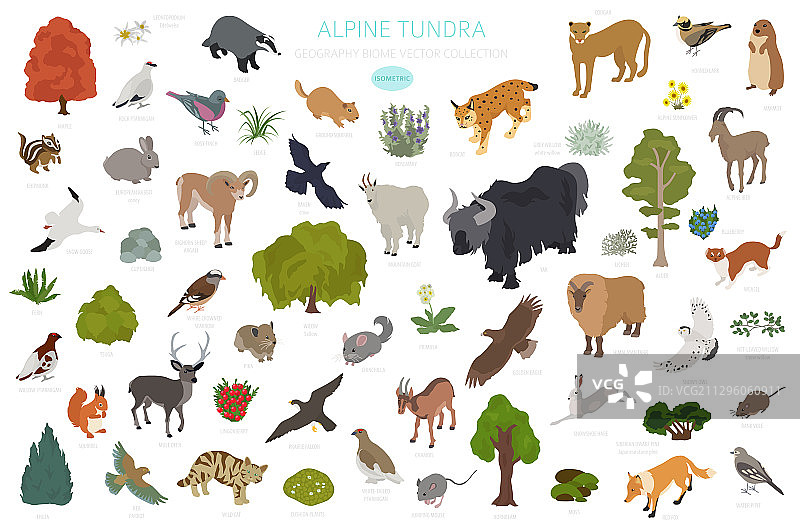 高山苔原生物群落自然区域（2.5D）图片素材