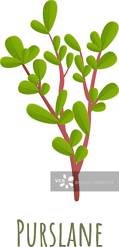 马齿苋植物卡通风格图标图片素材