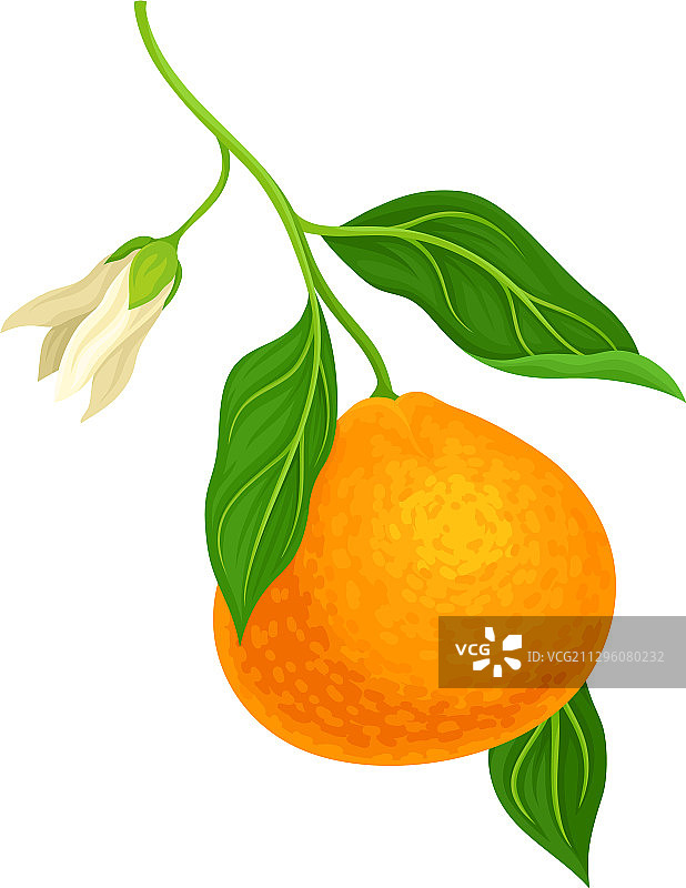带绿叶的未剥皮柑橘或橘子图片素材