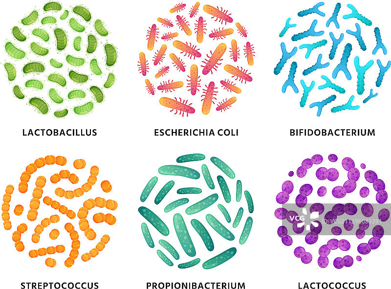 益生菌乳酸杆菌双歧杆菌图片素材