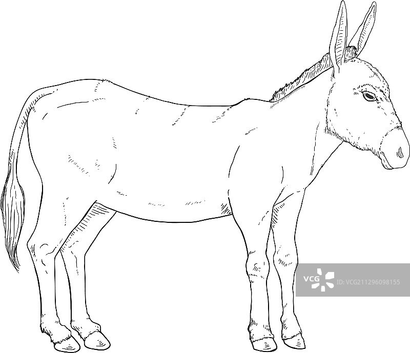 手绘驴速写图片素材