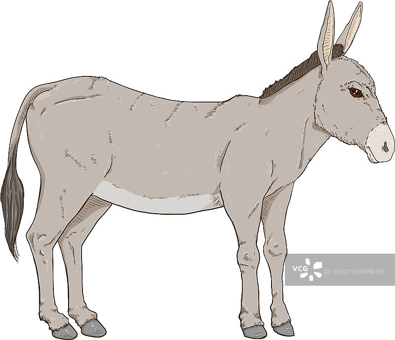 手绘卡通驴素材图片素材