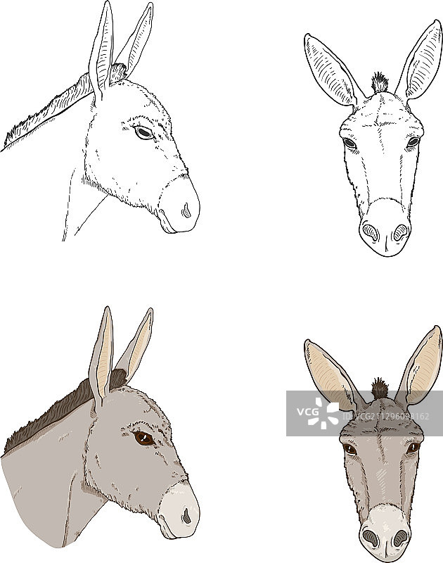 驴头图案图片素材