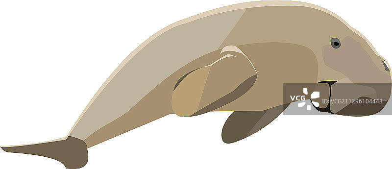 泰国栖息动物儒艮图片素材