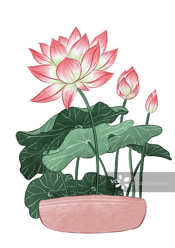 碗莲小和尚图片素材