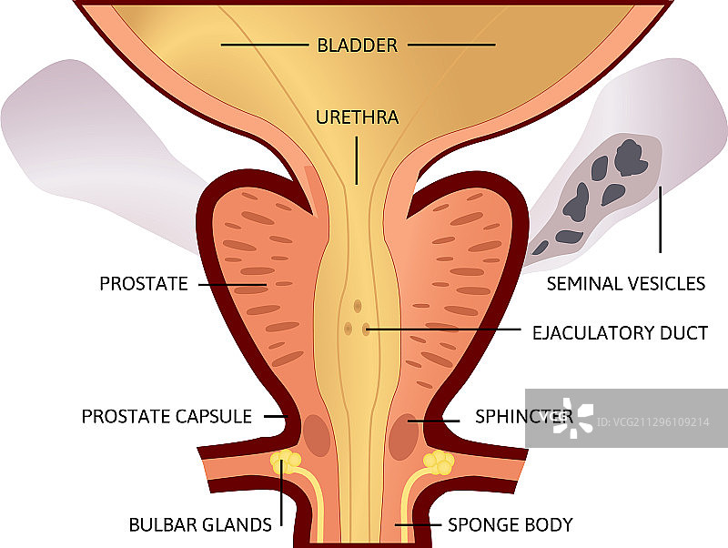 前列腺：男性外分泌腺图片素材