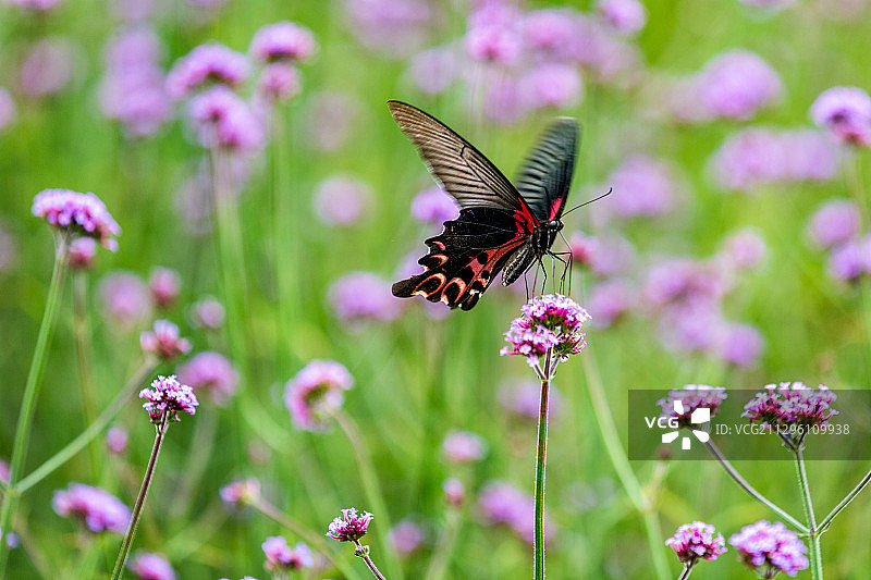 花海蝴蝶图片素材