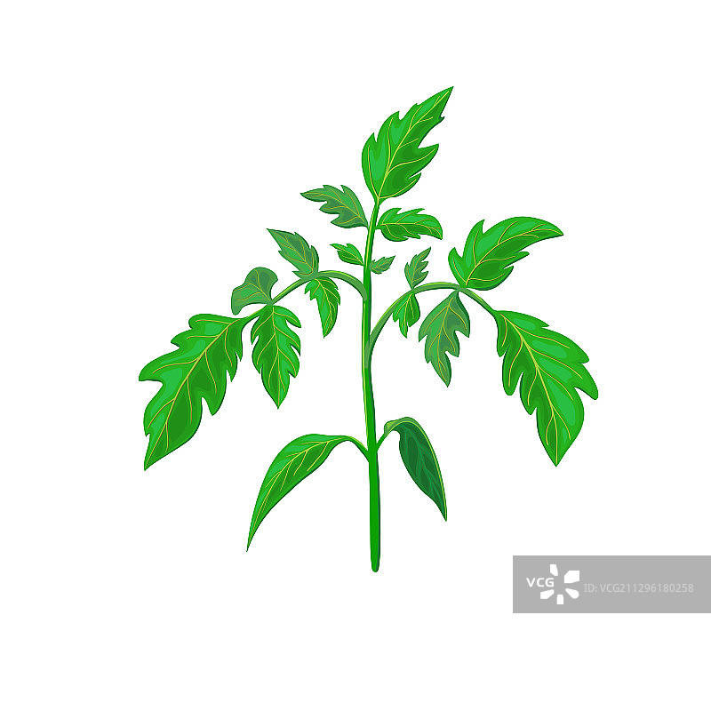 健康的番茄植株分枝或绿叶图片素材