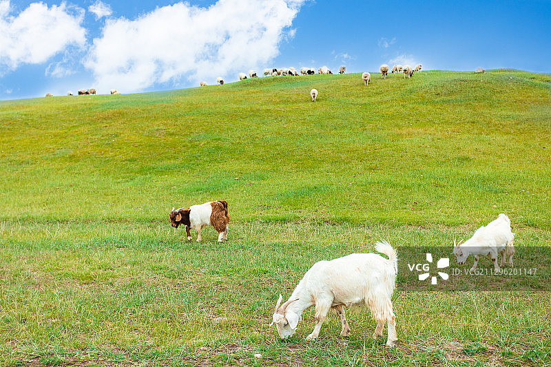 夏季中国新疆巴音布鲁克草原上的黑头羊图片素材