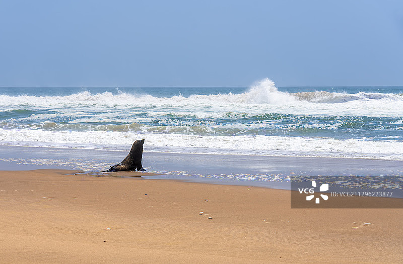 观海听涛---纳米比亚鲸湾港海狗图片素材