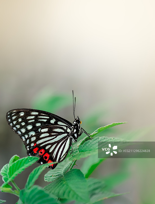 butterfly黑脉蛱蝶II图片素材