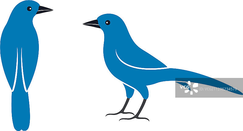 蓝松鸦图片素材