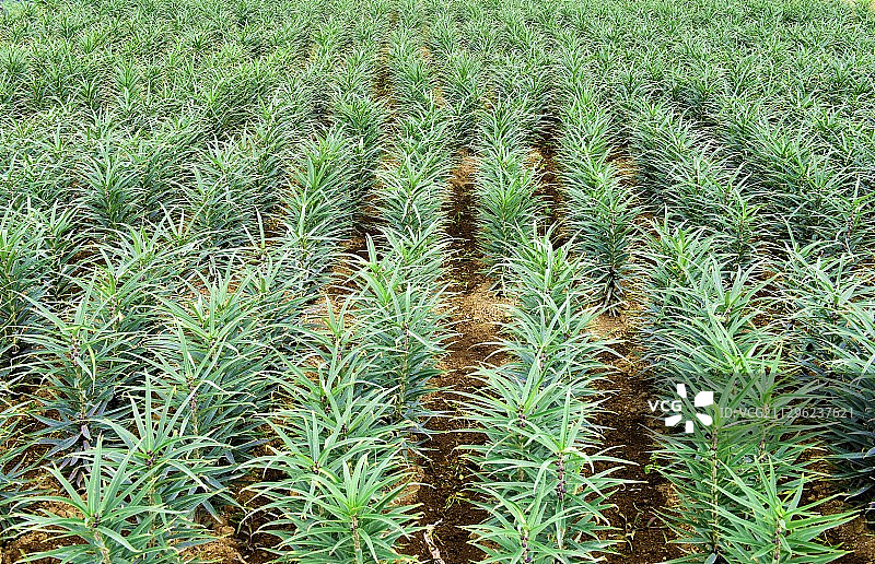 农村中草药贝母种植图片素材