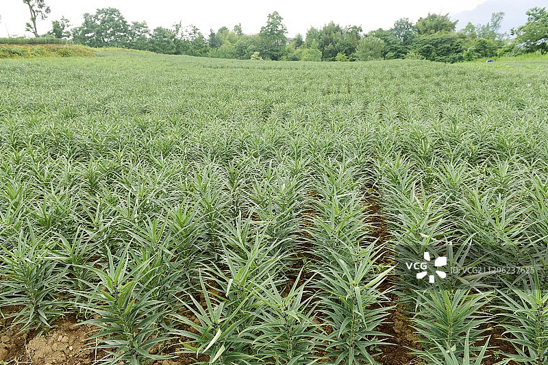 农村中草药贝母种植图片素材