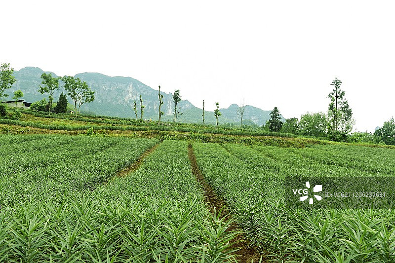农村中草药贝母种植图片素材
