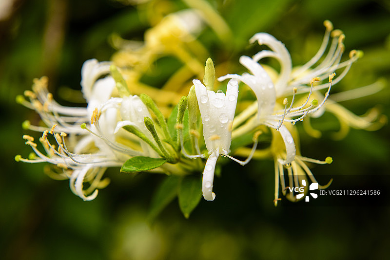 新鲜生长的中药材金银花花朵图片素材