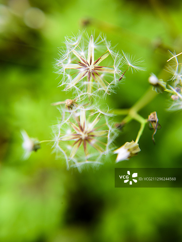 蒲公英花花朵美图图片素材