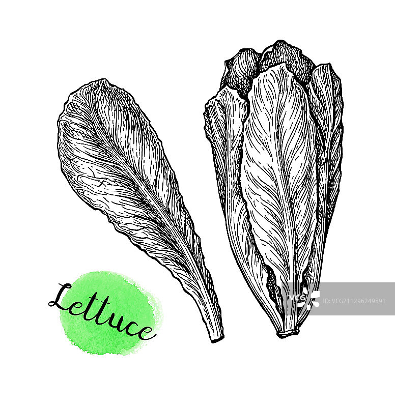 水墨生菜速写图片素材