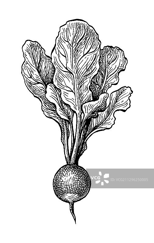 红色墨水素描图片素材