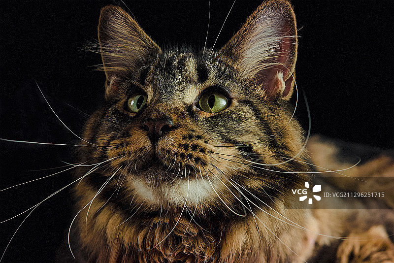 缅因猫图片素材