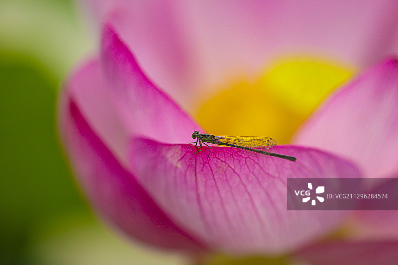 荷花与昆虫图片素材