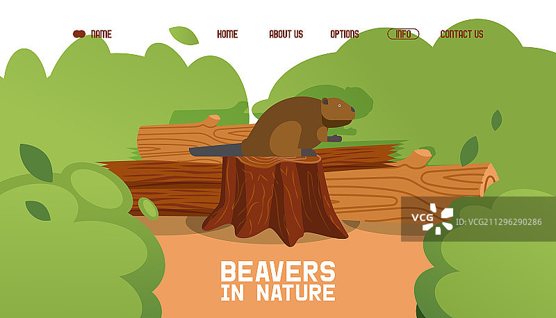 坐在树桩上的野生海狸图片素材