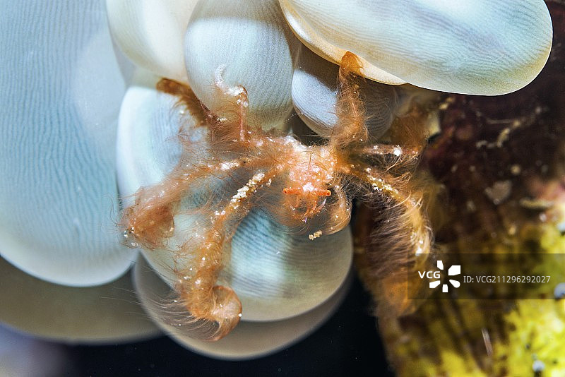 珊瑚上的猩猩蟹图片素材