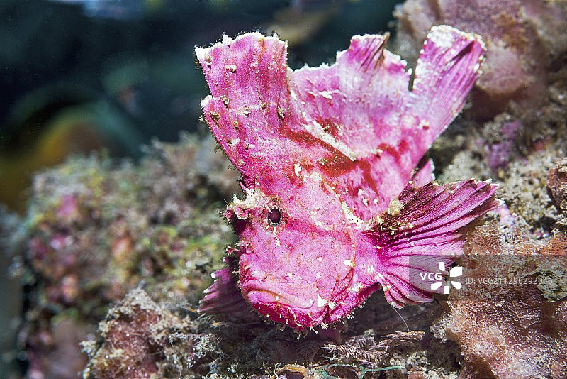 叶子蓑鲉图片素材