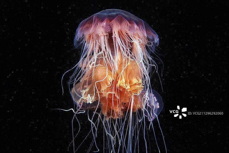 狮鬃水母以其他水母为食图片素材