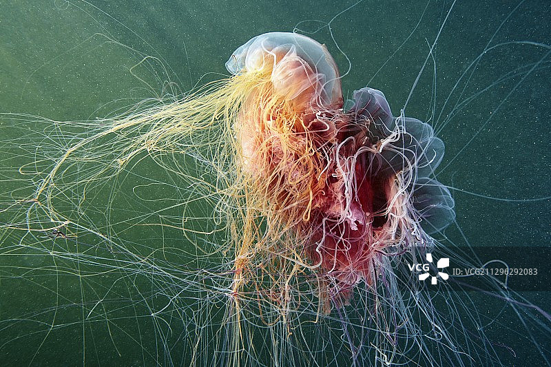 狮鬃水母的同类相食图片素材