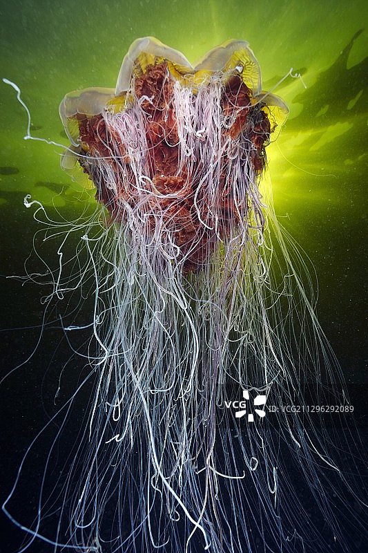 狮鬃水母图片素材