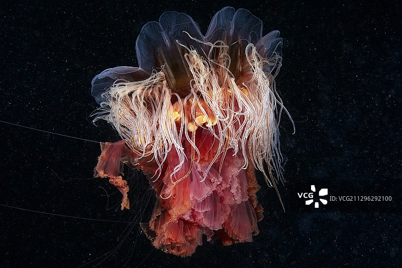 狮鬃水母图片素材