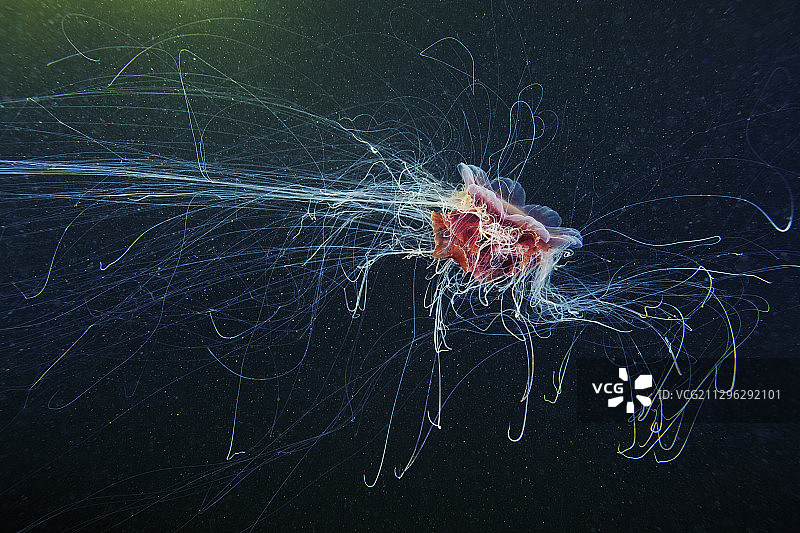 狮鬃水母图片素材