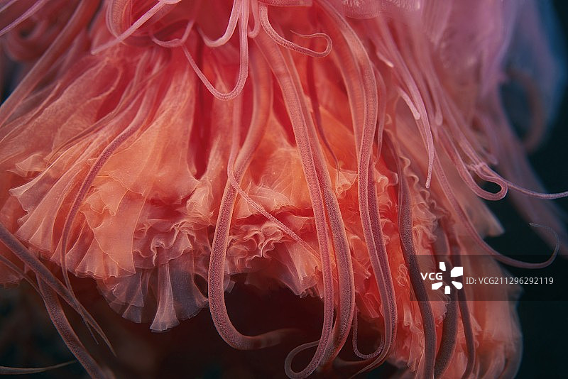 狮鬃水母特写图片素材