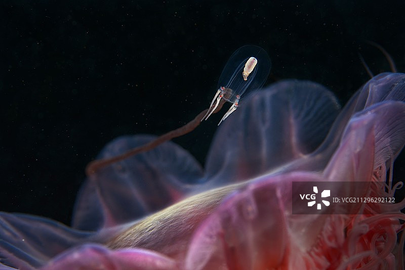 狮鬃水母特写图片素材