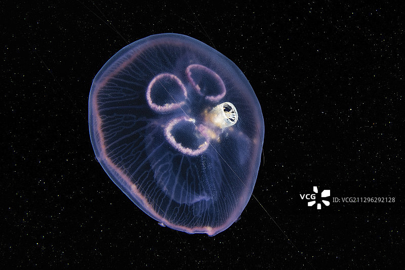 水母内的片脚类动物图片素材