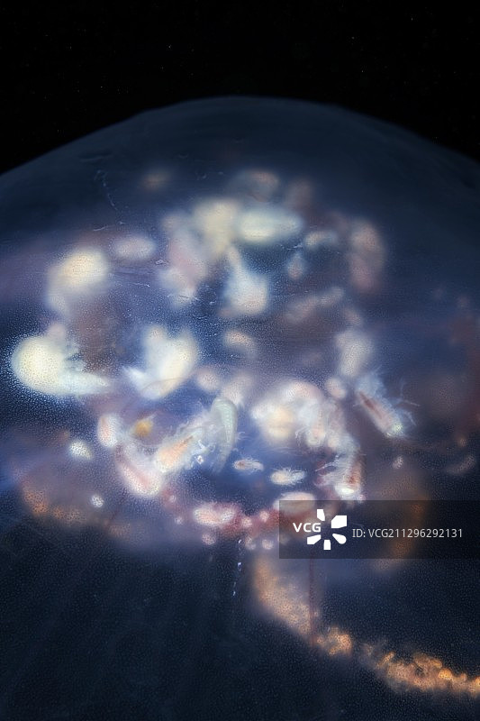 水母内的片脚类动物图片素材