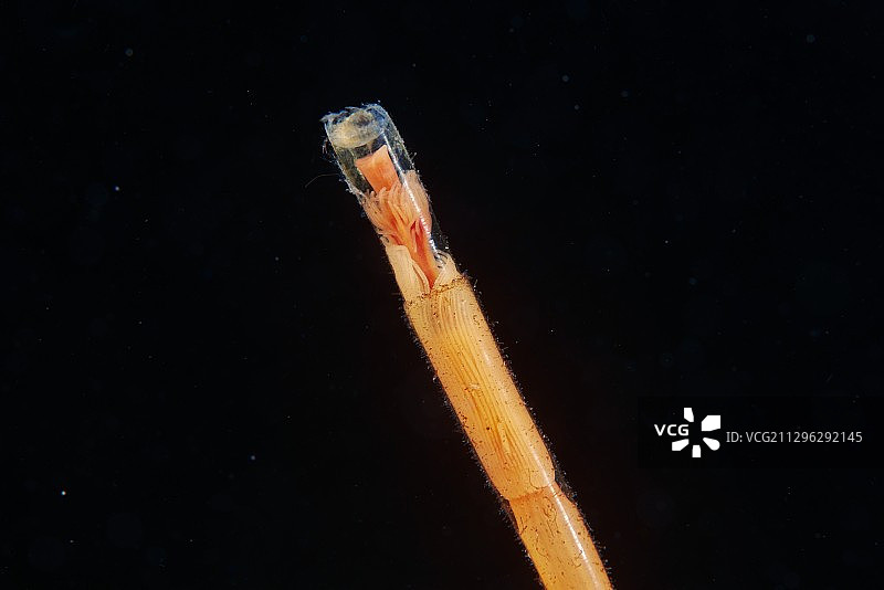 收缩水螅体的管水母图片素材