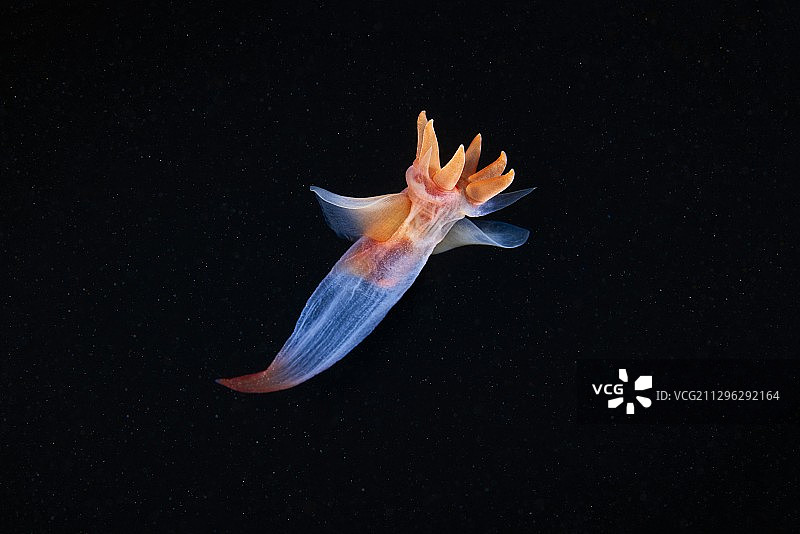 普通海若虫图片素材