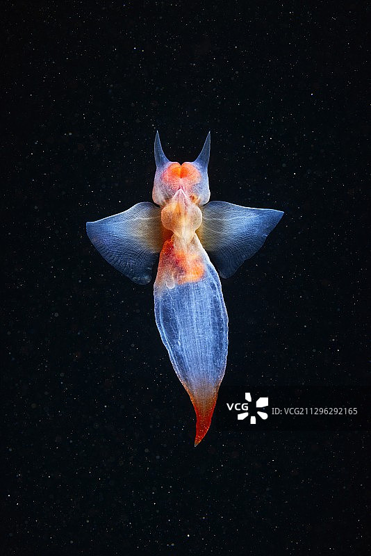 普通海若虫图片素材