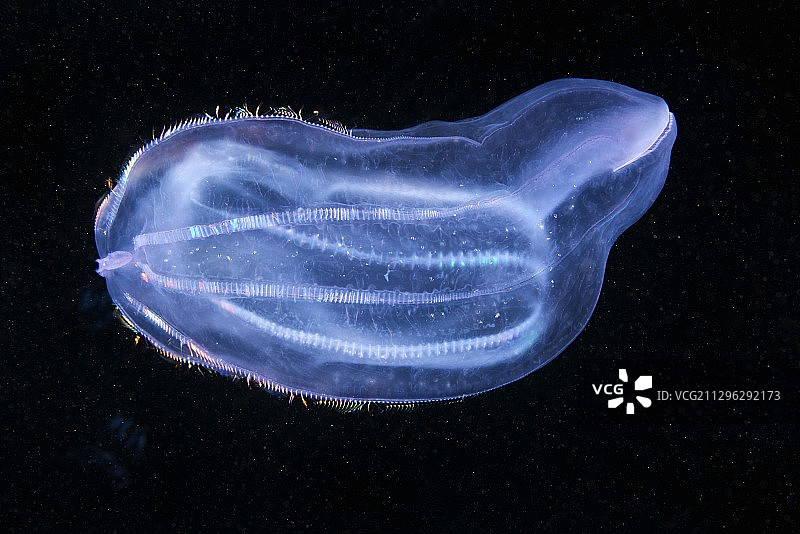 栉水母捕食图片素材