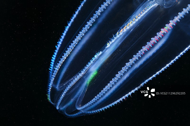 栉水母特写图片素材