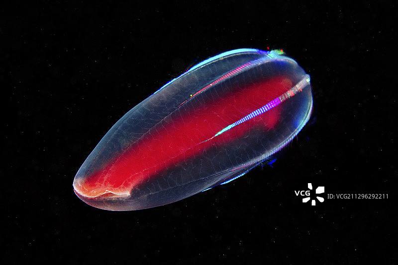 贝洛水母图片素材