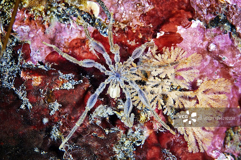 海蜘蛛图片素材