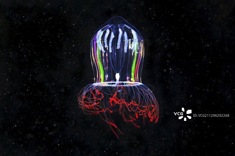 数字水母图片素材