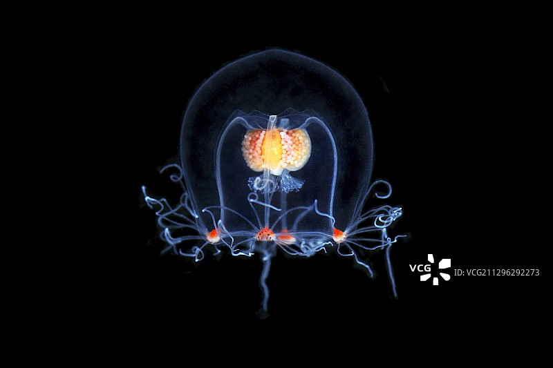 布干维尔水母图片素材